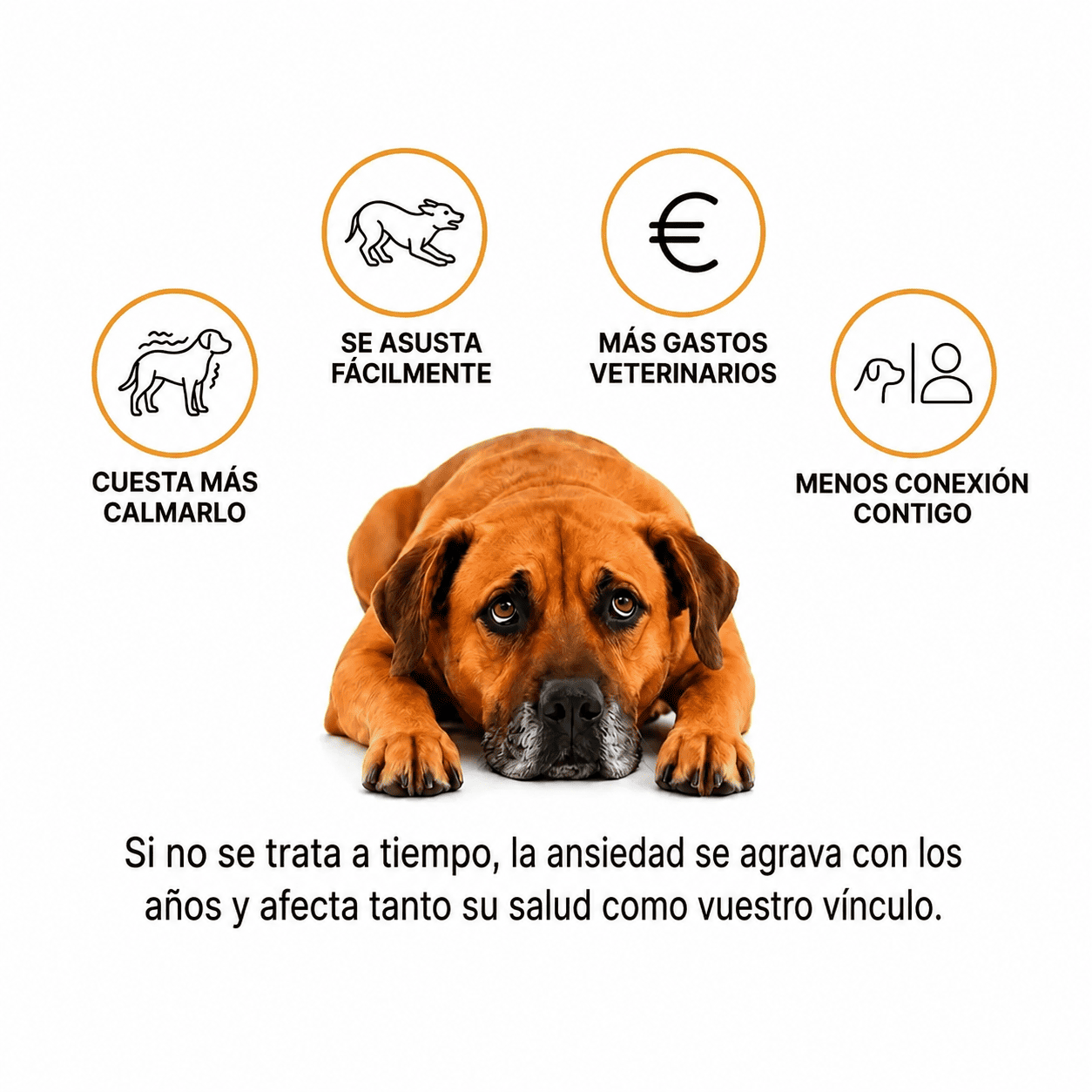 SerenPaw™ Anti-Stress-Massagegerät für Haustiere